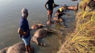 Namibie : 90 buffles  meurent noyés en fuyant des lions dans un parc