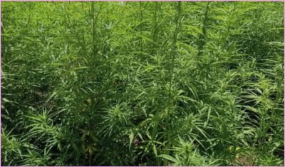 Burkina Faso : des champs de chanvre Indien découverts, trois individus interpellés