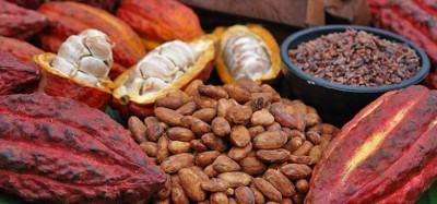 Ghana-Côte d'Ivoire :  L'UE exhorte à accélérer les réformes de durabilité du secteur cacaoyer