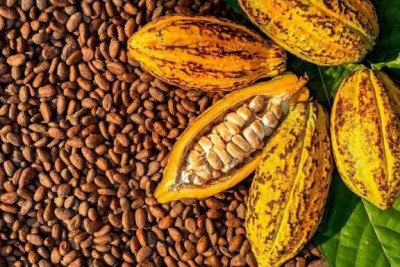 Côte d'Ivoire : Cacao, des acheteurs véreux arrêtés pour non-respect des prix bord champ à Biankouma, risquent de perdre leur agrément