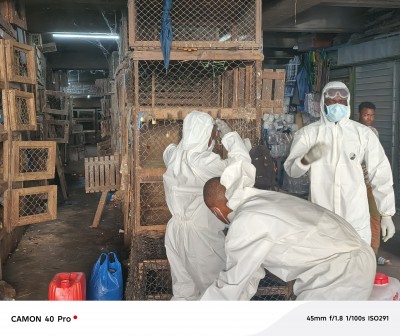 Côte d'Ivoire : A la veille des fêtes de fin d'année, l'Etat lance une vaste opération de désinfection des marchés de volailles pour protéger la filière et les consommateurs