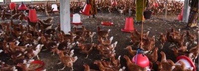Côte d'Ivoire : La TVA sur les intrants et aliments du secteur avicole et de l'élevage réduite  de 18 % à 9 % ? Risques majeurs en cas d'augmentation du prix du poulet