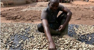 Côte d'Ivoire : Noix de Cajou brute, les différents prix planchers obligatoires fixés et les dispositions présentées