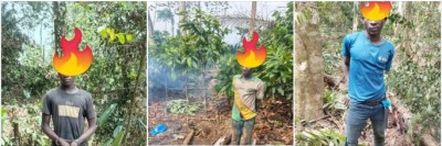 Côte d'Ivoire : Forêt Classée de Yapo Abbé, des clandestins pris en flagrant délit de défrichements de cultures et de création d'habitats