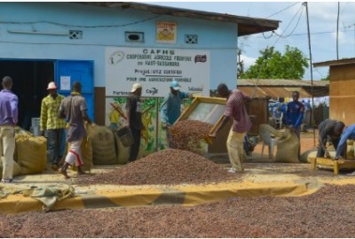 Côte d'Ivoire : Prix bord champ du Cacao, la plateforme ivoirienne pour le cacao durable (PICD) estime à plus de 30 milliards FCFA la perte nette pour les  coopératives