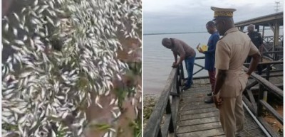 Côte d'Ivoire : Une importante mortalité de poissons constatée dans les eaux lagunaires de Songon-Kassemblé,  surveillance renforcée  de la zone concernée