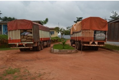 Côte d'Ivoire-Guinée : N'Zérékoré cœur des circuits informels du Cacao ivoirien ?