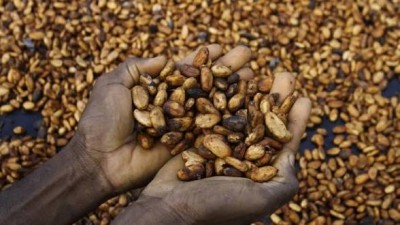 Côte d'Ivoire : Cacao, le Conseil tourne définitivement la page du rachat exceptionnel des 100 000 tonnes et rejette les nouvelles revendications