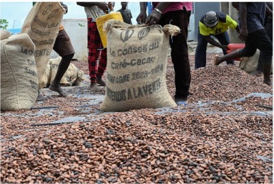 Côte d'Ivoire : Campagne 2026-2027, une enveloppe de 300 milliards FCFA au profit des acteurs de la filière café-cacao