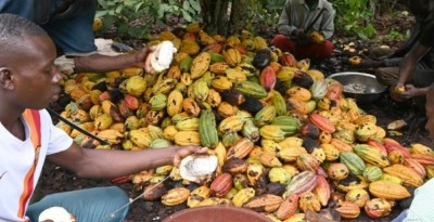Côte d'Ivoire : Cacao, Don Mello : « Le prix à 1 200 FCFA/kg pour la campagne 2026-2027 remet au premier plan la vulnérabilité de notre économie cacaoyère »