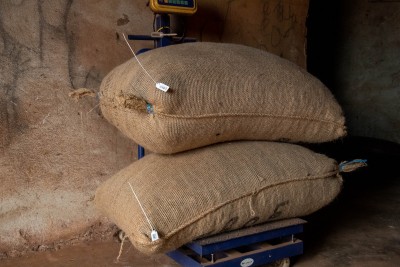 Côte d'Ivoire : 38 000 producteurs déjà engagés dans le nouveau système de traçabilité du cacao
