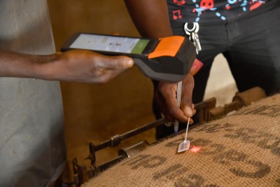 Côte d'Ivoire : Traçabilité du cacao, la barre des 50 000 tonnes franchie en deux semaines, le grand test du SNT commence