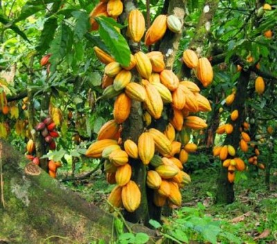 Côte d'Ivoire : Café-Cacao, le Gouvernement lance un nouvel institut de recherche de pointe à Divo