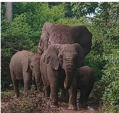 Côte d'Ivoire : L'éléphant, emblème national devenu une menace pour l'humain, règles de sécurité à suivre
