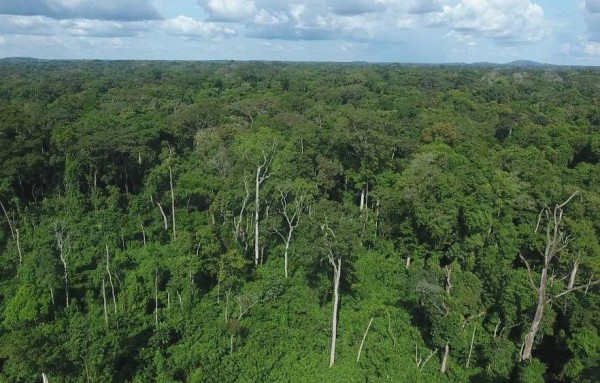 Côte d'Ivoire : Restaurer le couvert forestier détruit, un défi surmontable