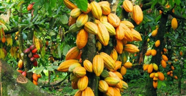 Côte d'Ivoire : Voici les raisons de la chute du  prix  du Cacao ces derniers jours