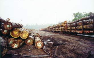 La filière sylvicole victime de la crise financière internationale