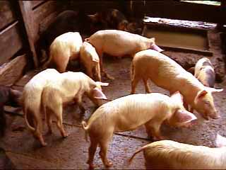 Le gouvernement encourage la consommation du porc et déconseille l'abattage desdits animaux