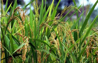 Expérimentation du riz Nérica au Gabon