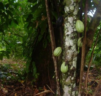 GHANA : Menace dÂ’envoutement des plantations cacaoyères  Un spécialiste relativise : «Les sorciers ne sont pas la cause de lÂ’improductivité». 