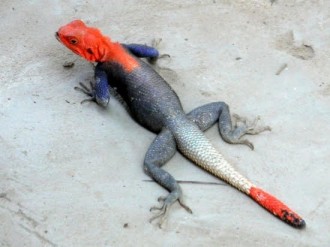 TRIBUNE: Le combat politique au Gabon, comme dÂ’un autisme : la répétition des mêmes gestes du margouillat.