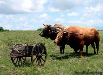 TRIBUNE: Le Gabon fonctionne toujours selon la façon de mettre «la charrue en avant du bÂœuf».
