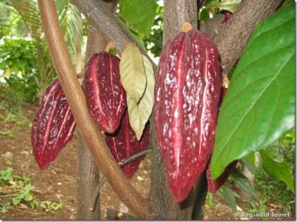 Cacao ivoirien: Record de production !