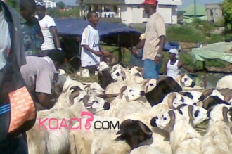 La Tabaski sera célébrée dans la galère !