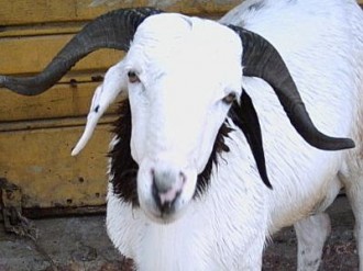 Tabaski au Sénégal : Les Sénégalais se plaignent des moutons  chers!