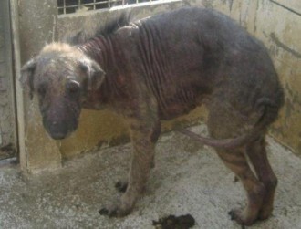 TRIBUNE: Une vie de chien au Gabon !