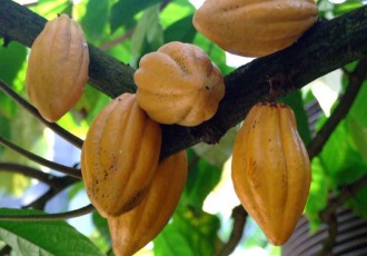 GHANA : La production du cacao ivoiro-ghanéen repart sur de nouvelles bases