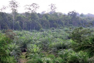 CAMEROUN: Les Américains s'accaparent de 73000 hectares de terre pour produire des palmiers à  huile