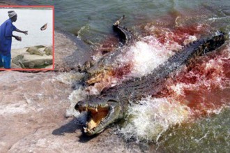 COTE D'IVOIRE : Le gardien dévoré par les caïmans de Yamoussouskro