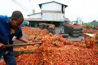 Côte d'Ivoire : Dénigrés dans les médias Français, les producteurs dÂ’huile de palme Ivoiriens contre-attaquent