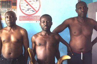 Gabon : Trafic d'ivoire à  Tchibanga !