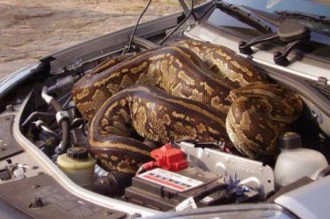 Insolite Gabon : Lambaréné : Serpents et fantômes dans la ville ...