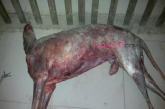 Maroc : Des saucisses avec de la viande de chien à  Casablanca
