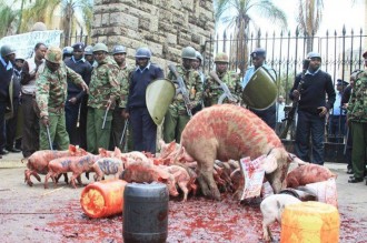 Kenya : Des porcs manifestent devant le parlement kényan