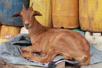 Ghana : Soldat, il va défendre sa chèvre contre des serpents mais trouve la mort 