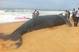 Côte d'Ivoire : Une baleine vient mourir à  Grand Bassam