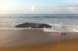 Côte d'Ivoire : Faute d'avoir été secourue, la baleine échouée meurt à  Grand Bassam
