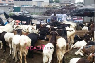 Côte d'Ivoire: A quelques jours de la Tabaski, les moutons attendent acheteurs