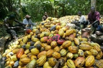 Côte dÂ’Ivoire : LÂ’agriculture du pays obtient un prêt de 6 milliards 