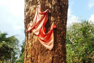Gabon : L'arbre mystérieux de la Dola