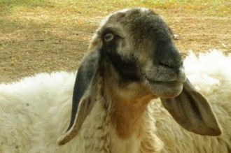 Ghana : Un homme surpris en pleine relation sexuelle avec un mouton   