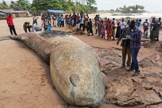 Ghana : Obsèques pour une baleine morte à  Domunli