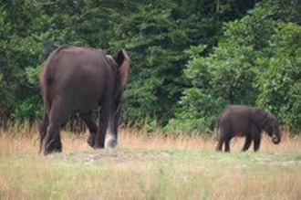 Gabon : Sette-Cama, un coin de paradis