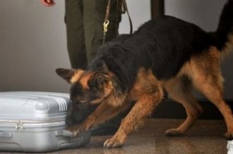 Ghana: Un trafiquant arrêté par un chien à  lÂ’aéroport dÂ’Accra