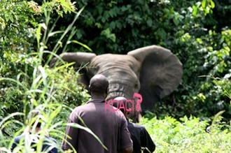 Côte dÂ’Ivoire : Les éléphants privés dÂ’espace ont fait 3 morts dans le parc de la Marahoué