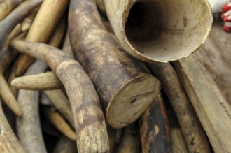 Togo: Saisie dÂ’une importante quantité dÂ’ivoire par la Police